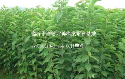 黃金梨樹苗